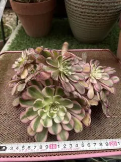 2026年最新】アエオニウム美姫の人気アイテム - メルカリ