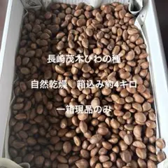 希少 40粒 麻の実 ヒマラヤ原種（ヘンプシード）p.v.k - メルカリ