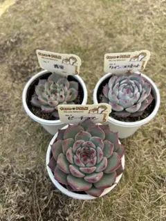 2025年最新】ファームパルクさん苗の人気アイテム - メルカリ