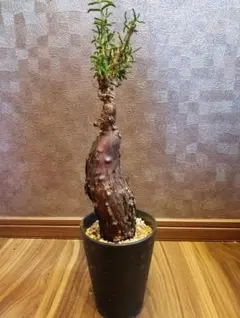 2025年最新】メストクレマ ツベローサムの人気アイテム - メルカリ