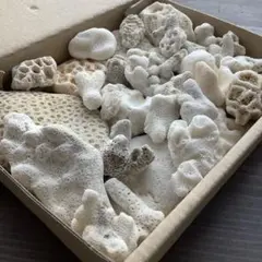 No498 天然珊瑚 サンゴセット デスロック 箱いっぱい