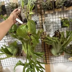 ビカクシダ リドレイ　コルク付けのサムネイル
