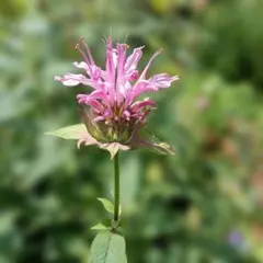 モナルダ ベルガモット ピンク 花苗　タイマツソウのサムネイル