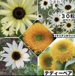 ❤️珍しい☆ひまわりイタリアンホワイト 種３０粒&ひまわりテディーベアー種１０粒