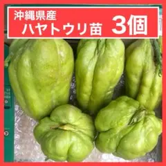 2026年最新】ハヤトウリ種の人気アイテム - メルカリ