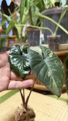 斑入り】アロカシア マハラニ アルボ 芋(コーム)1個 - メルカリ