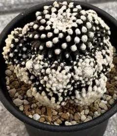 2026年最新】copiapoaの人気アイテム - メルカリ