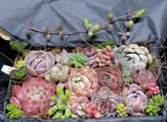 全部名前付き❣️多肉植物❤️エケベリア等とセダムカット苗詰め合わせセット(Ｄ) ❤️