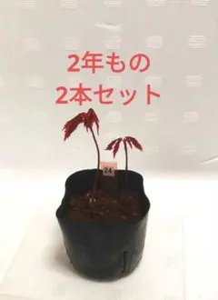 濃紫紅葉（ノムラモミジ）盆栽 SS002 盆栽」春なのに紅葉する ノムラモミジ と 新緑が美しい織姫
