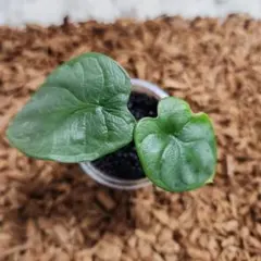 ぐる君様 リクエスト 2点 まとめ商品