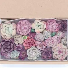 エケベリア 多肉植物 寄せ植えセット カット苗 セダム 韓国苗 多肉弁当