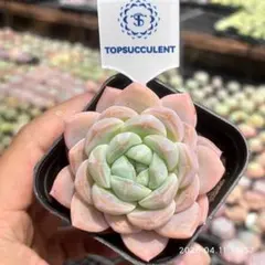 Top【選抜株】多肉植物　361469アイスグリーン　80個　鉢無し/脱土