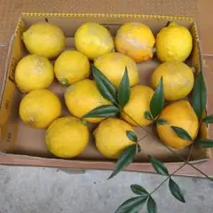 さ 様専用です！