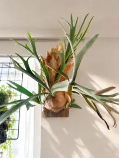 2026年最新】観葉植物 ビカクシダの人気アイテム - メルカリ