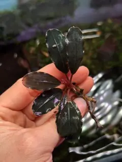 2026年最新】ブセファランドラspの人気アイテム - メルカリ