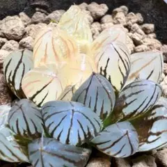 不*王様 多肉植物　ハオルチア　霓虹燈オブツーサ錦　極上斑