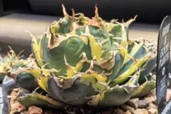 Lj_plants】Z503アガベ チタノタ 白鯨 極上強棘株 - メルカリ