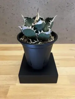 植物棚 アイアン鉢台 アガベ 塊根 観葉植物 - メルカリ