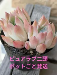 多肉植物♡つぶぷく♡ラブビーンズ ピンクラバー カット苗 - メルカリ