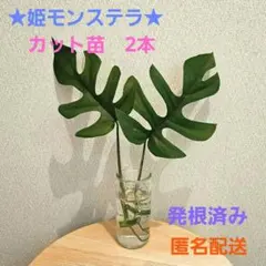 モンステラ・デリシオーサ 巨大株 カット苗 発根済 - メルカリ