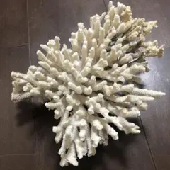 2026年最新】珊瑚置物の人気アイテム - メルカリ