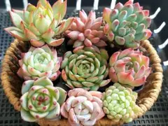 【Sale】人気種いろいろ②★抜き苗★エケベリア★多肉★多肉植物★寄せ植え★