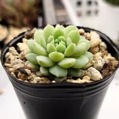 2026年最新】ちょこん 多肉の人気アイテム - メルカリ