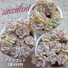 ✨New!!✨ 多肉植物 【アイスゴッド3苗】プラグ苗 レア種