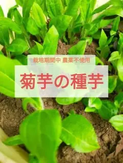 栽培期間中農薬不使用＊菊芋＊種芋＊8個＊コンパクト