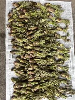 週末セール30kg 14000円茨城県から鹿児島県まで送料無料 週末セール30kg 14000円茨城県から鹿児島県まで送料無料 - メルカリ