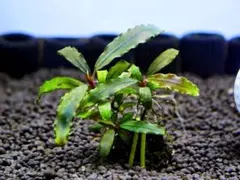 Bucephalandra sp. ブセファランドラ 群生株 大株 大量 - メルカリ