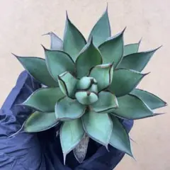 2025年最新】アガベ チタノタ ボールの人気アイテム - メルカリ