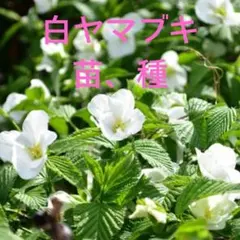 斑入り、咲分けヤマブキ 吹雪錦の苗木（珍品） - メルカリ