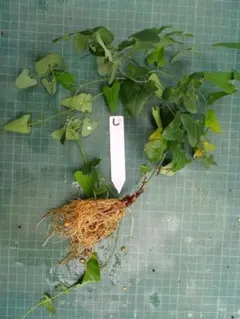 ウマノスズクサ 茎付き葉っぱ 1000枚 ジャコウアゲハ 幼虫 餌 ウマノスズクサ 茎付き葉っぱ 200枚 ジャコウアゲハ 幼虫 餌 - メルカリ