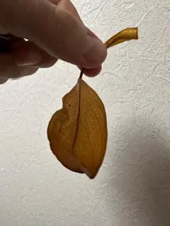Krisさま専用
