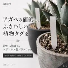 2026年最新】プランツタグ アガベの人気アイテム - メルカリ