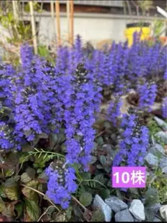 梅ちゃん様 リクエスト 2点 まとめ商品