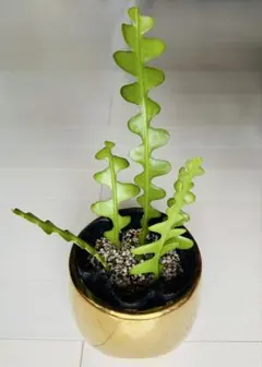 フィッシュボーン　カクタス　ジグザグ　植物　サボテンのサムネイル