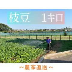 朝取り枝豆　1キロのサムネイル