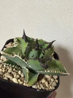 2026年最新】1981 アガベの人気アイテム - メルカリ