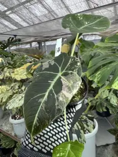 【特価出品】アロカシア マハラニ アルボ斑入り ヴァリエガータ ※鉢のまま発送 アロカシア シヌアータ 斑入り アルボ バリエガータ ※鉢のまま