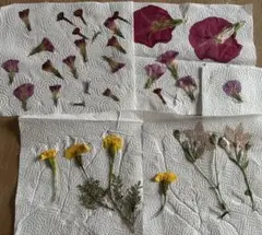 押し花　夏秋の花　朝顔　マリーゴールド　桔梗