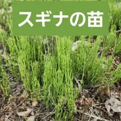 2026年最新】スギナ苗の人気アイテム - メルカリ