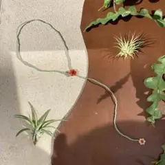 お花ビーズアクセサリー❁ロングチョーカー、ヒッピーバンド