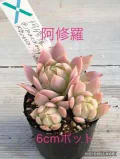 Betty Boop様 リクエスト 2点 まとめ商品