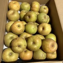 栃木県産　摘果梨　箱込み約5kg 加工用のサムネイル