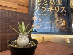 徳之島グラキリス】実生｜丸型良株｜選抜株TOKUNOSHIMA GROWN - メルカリ