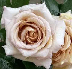 薔薇苗のサムネイル