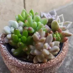 ☆多肉植物☆ホワイトウエディングドレス・アエオニウム☆ - メルカリ