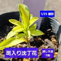 ＊いまゆき＊様 リクエスト 2点 まとめ商品